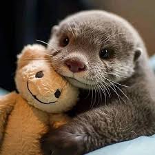 Otter Community