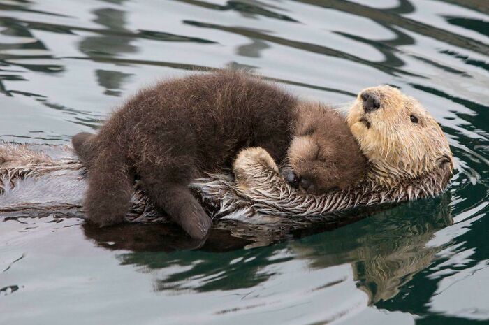 Playful Otter